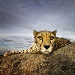klaus_peter_selzer_cheetah