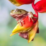 lessy_sebastian_hangingfrog