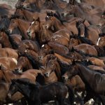 Wild Horses