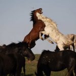 Wild Horses Fight